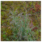 Processes 12 00833 i002