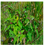 Processes 12 00833 i005