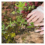 Processes 12 00833 i007