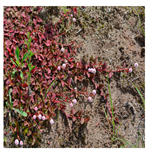 Processes 12 00833 i009