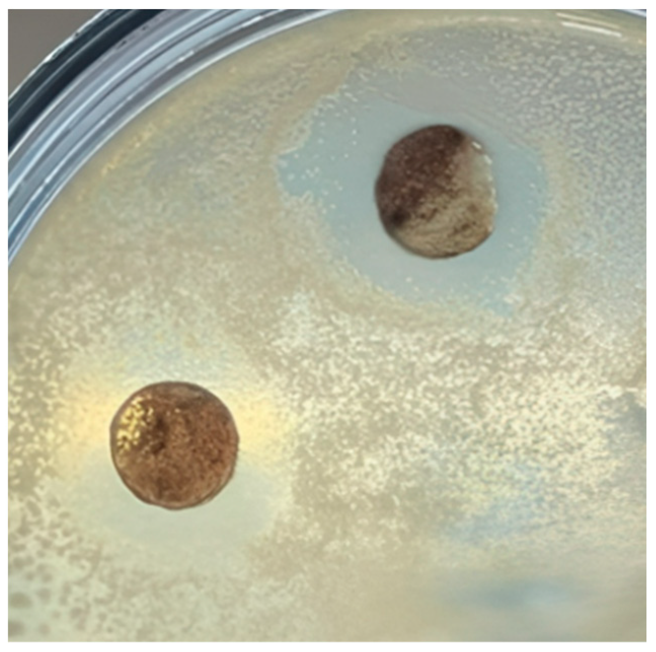 Processes 12 01116 g002