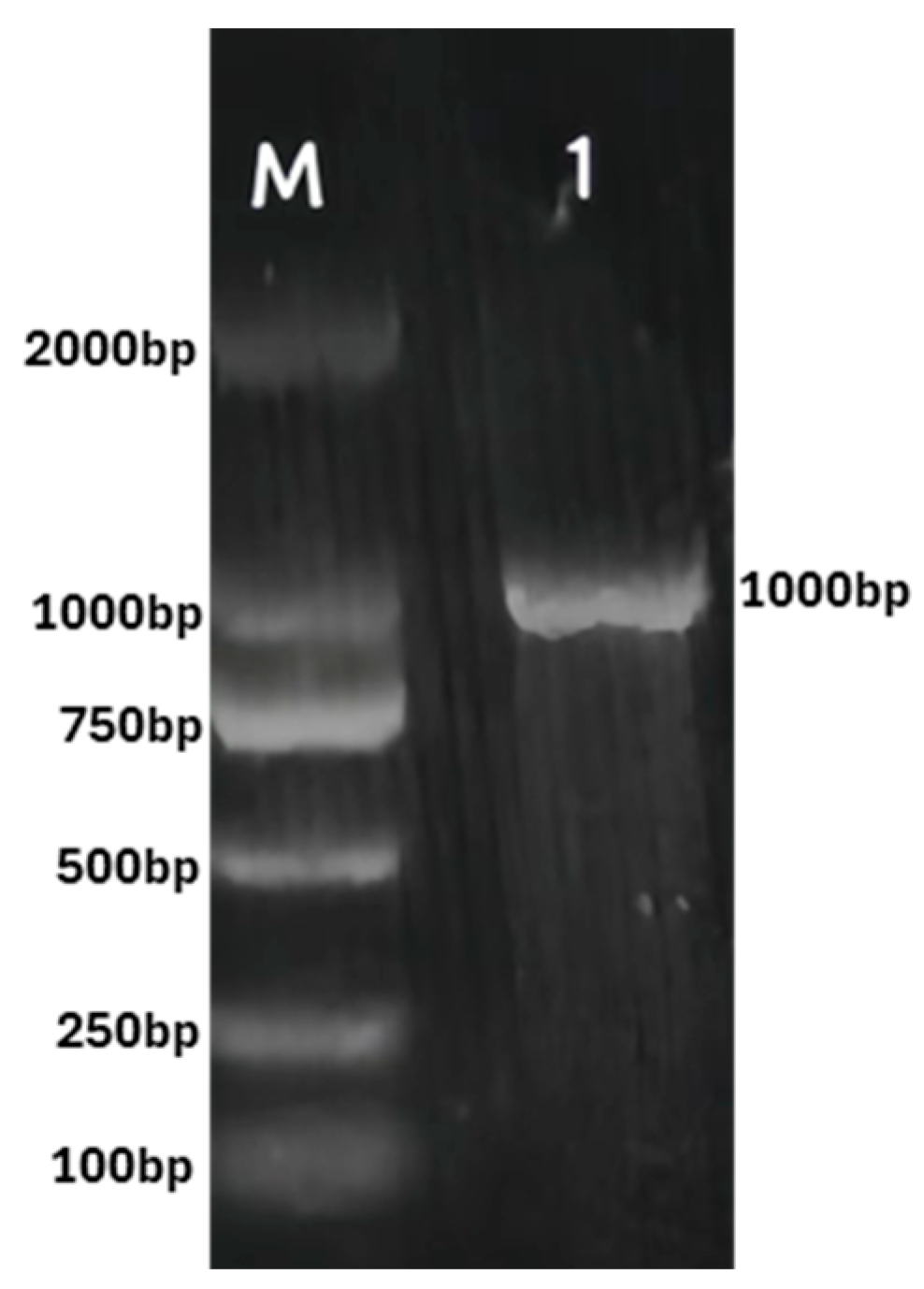 Processes 12 01511 g002