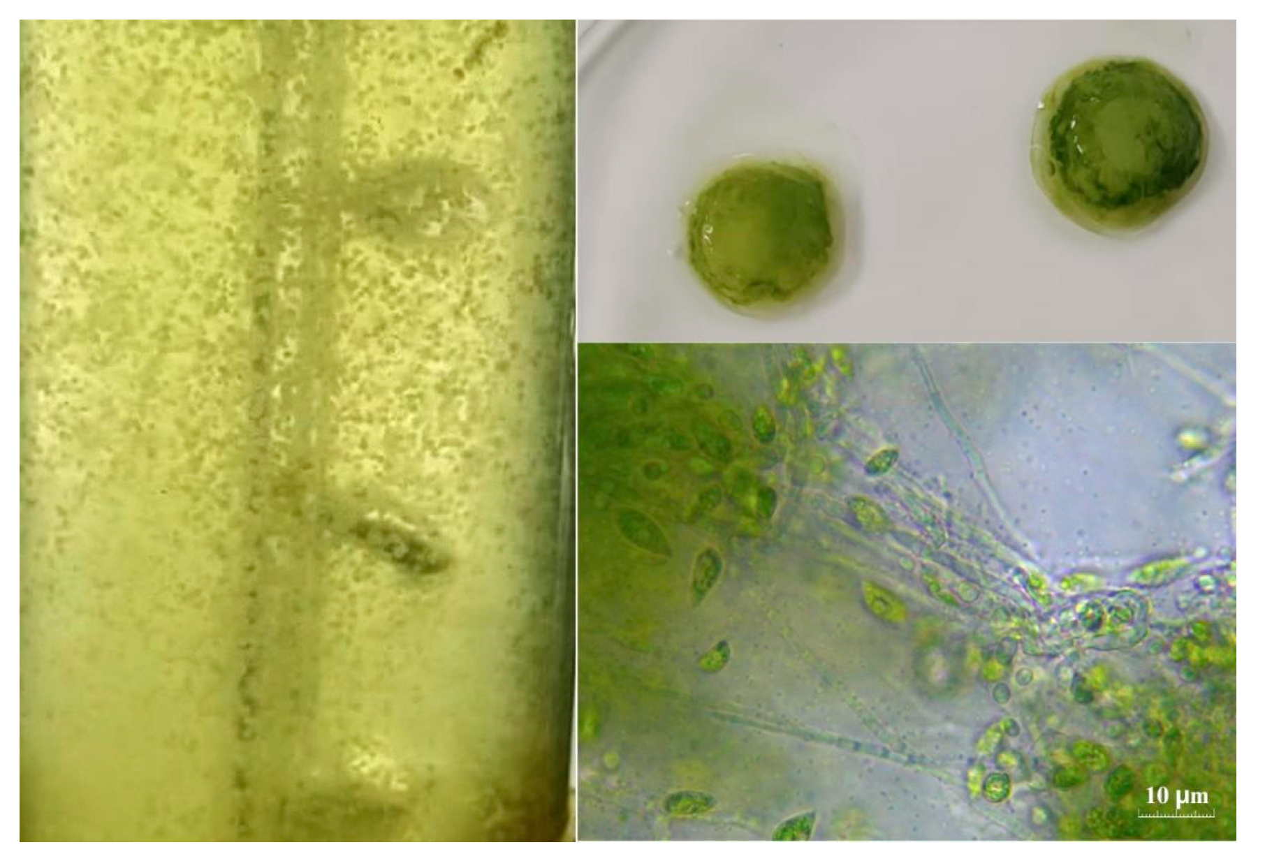 Processes 12 01573 g003