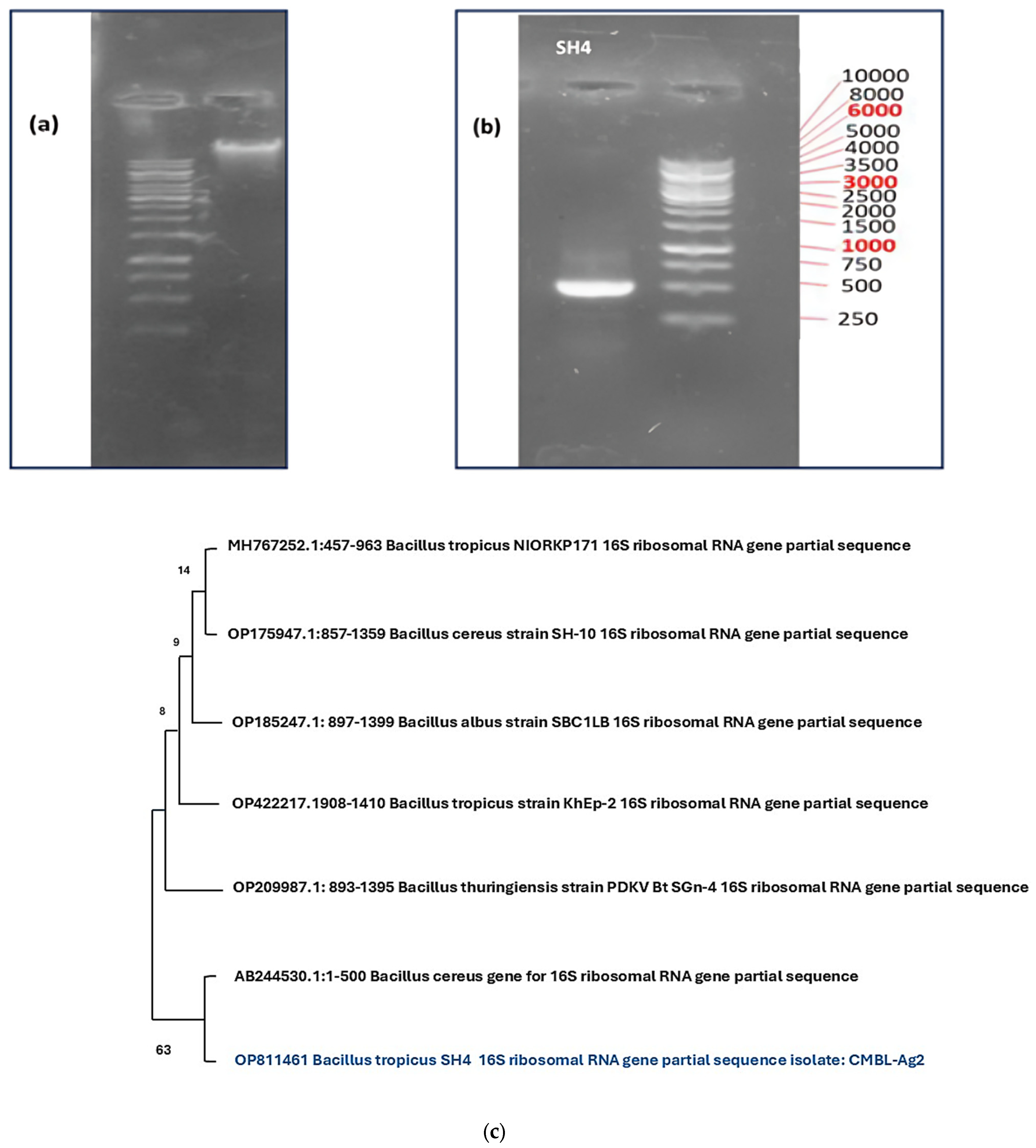 Processes 12 02516 g002