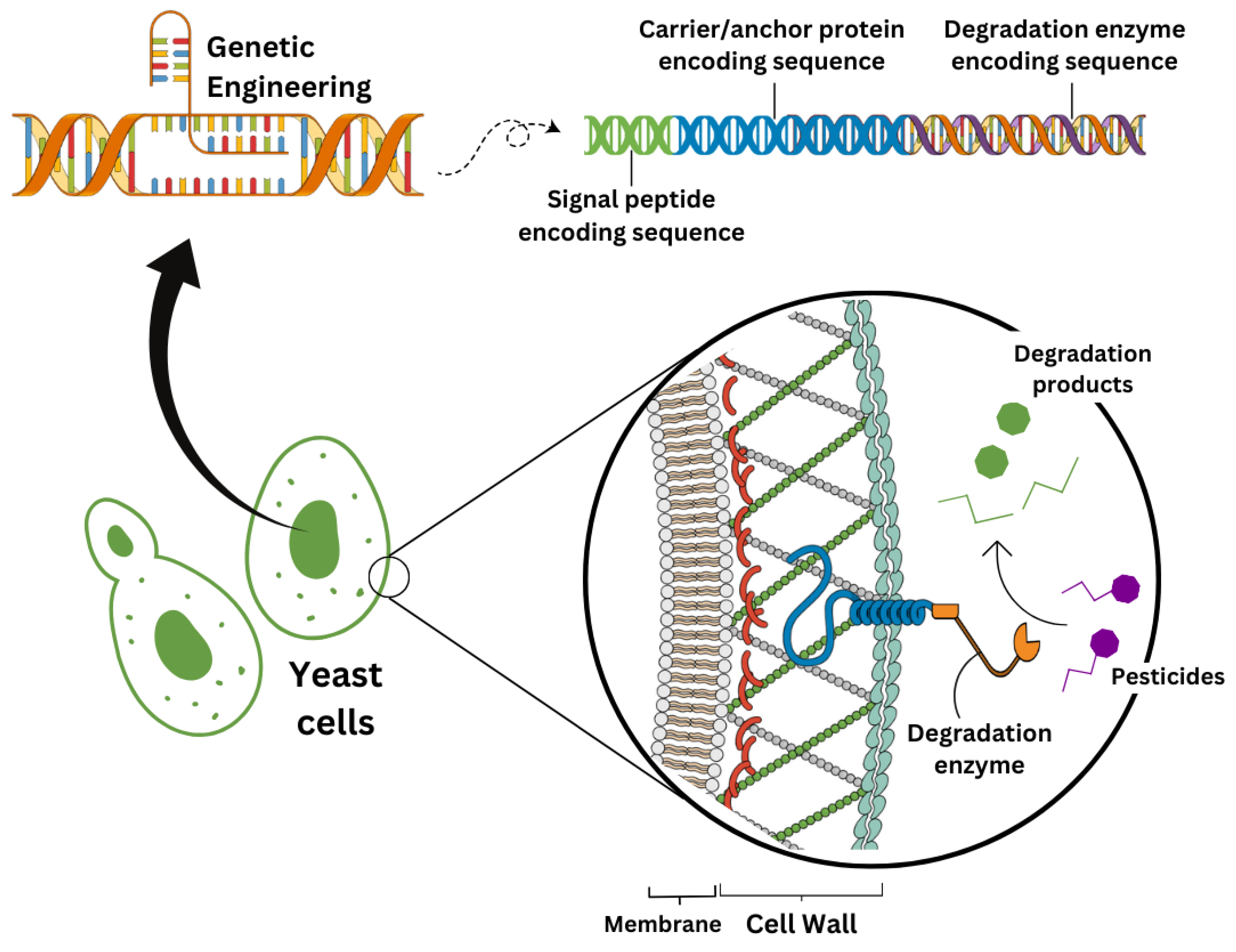 Processes 12 02555 g005