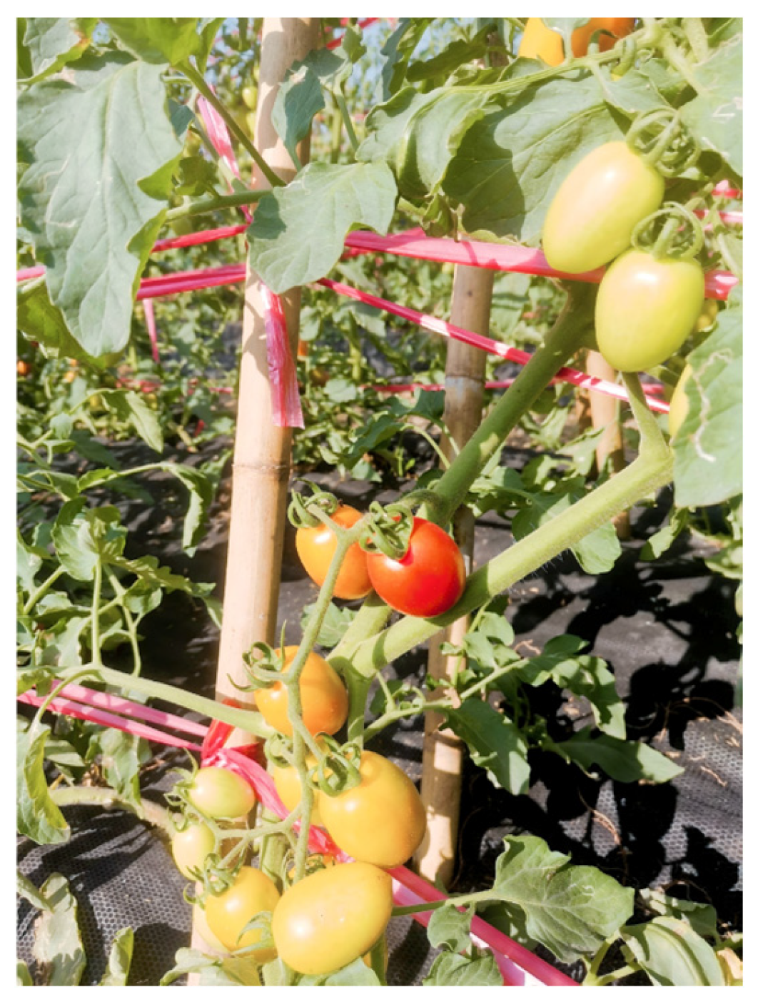 Processes 12 02622 g003