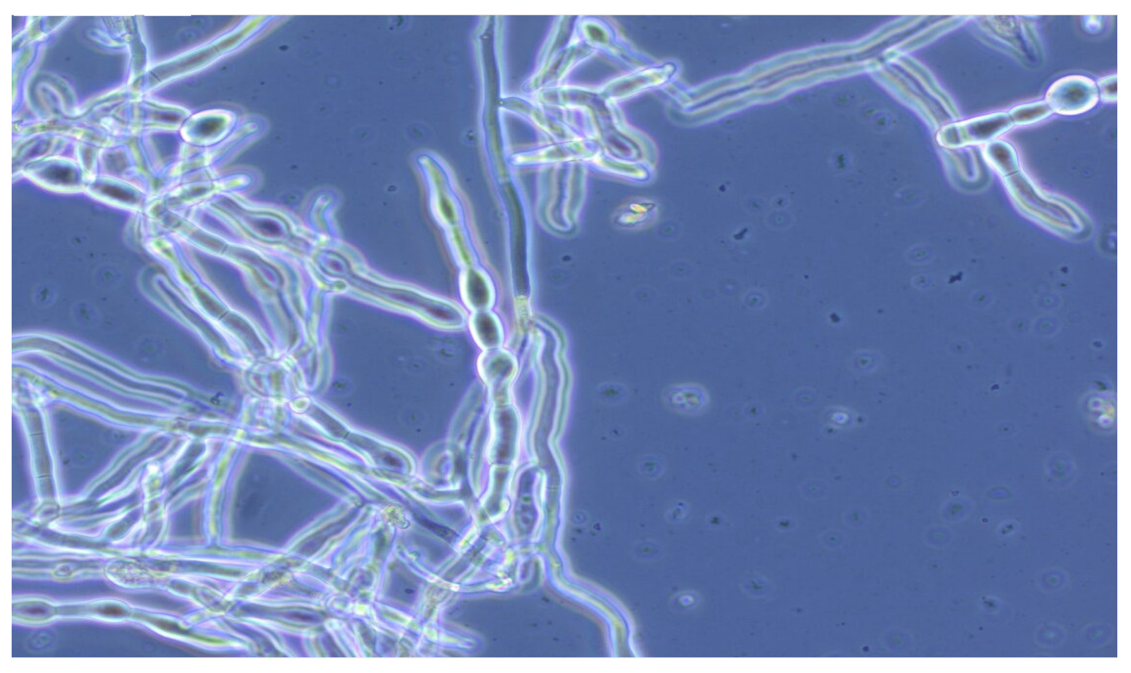 Processes 12 02625 g008