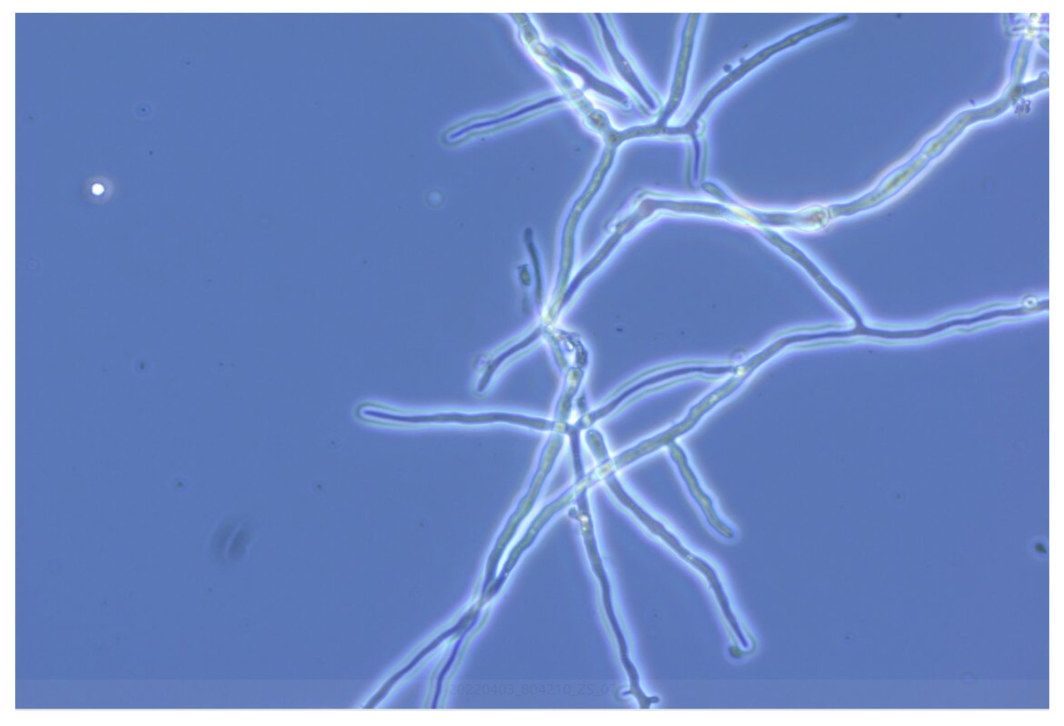 Processes 12 02625 g009