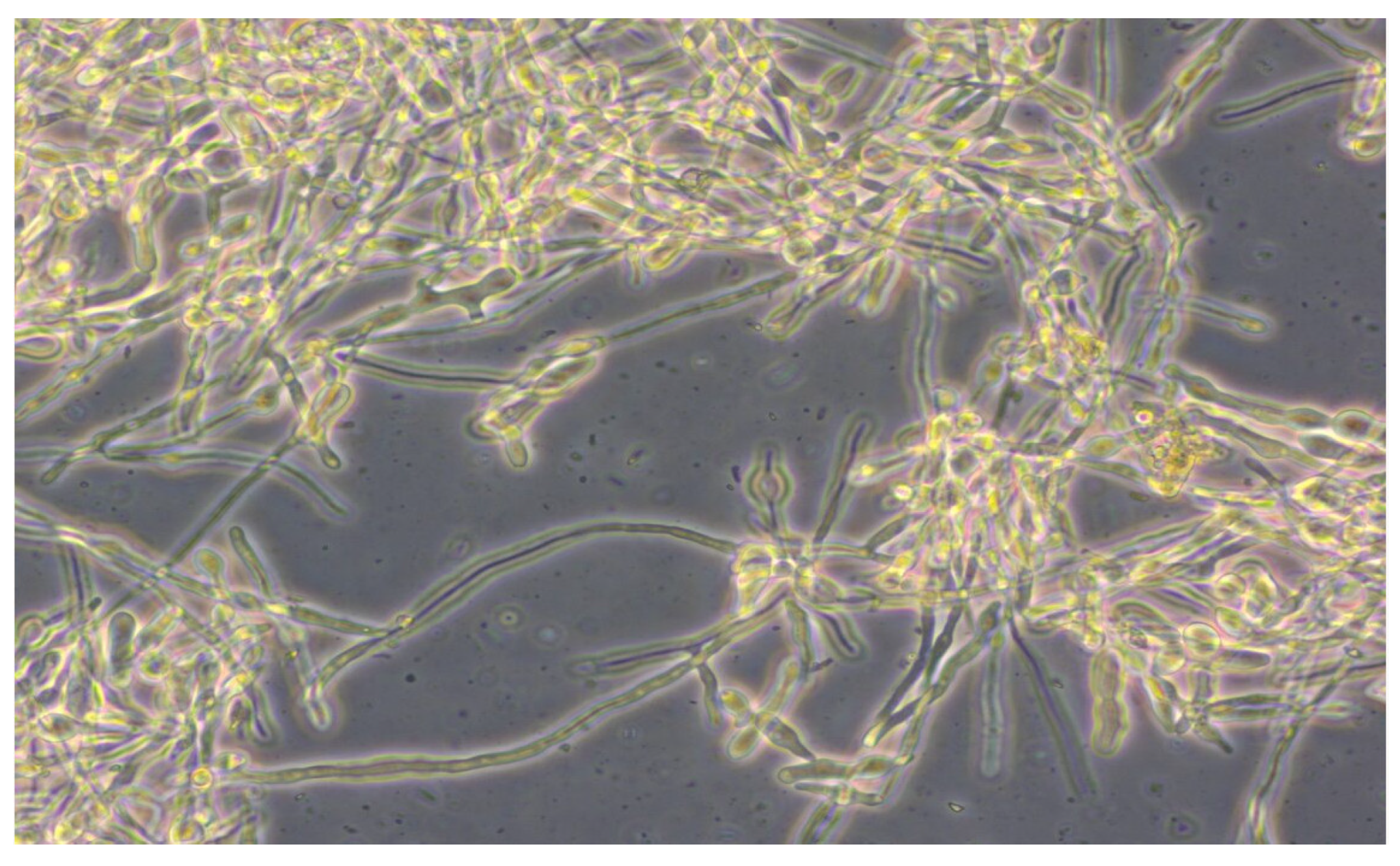 Processes 12 02625 g010