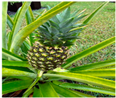 Processes 12 02756 i001