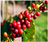 Processes 12 02756 i004