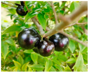 Processes 12 02756 i008