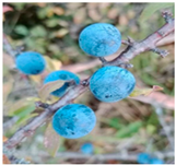 Processes 12 02756 i012