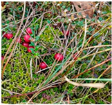 Processes 12 02756 i017