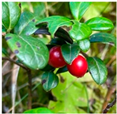 Processes 12 02756 i018