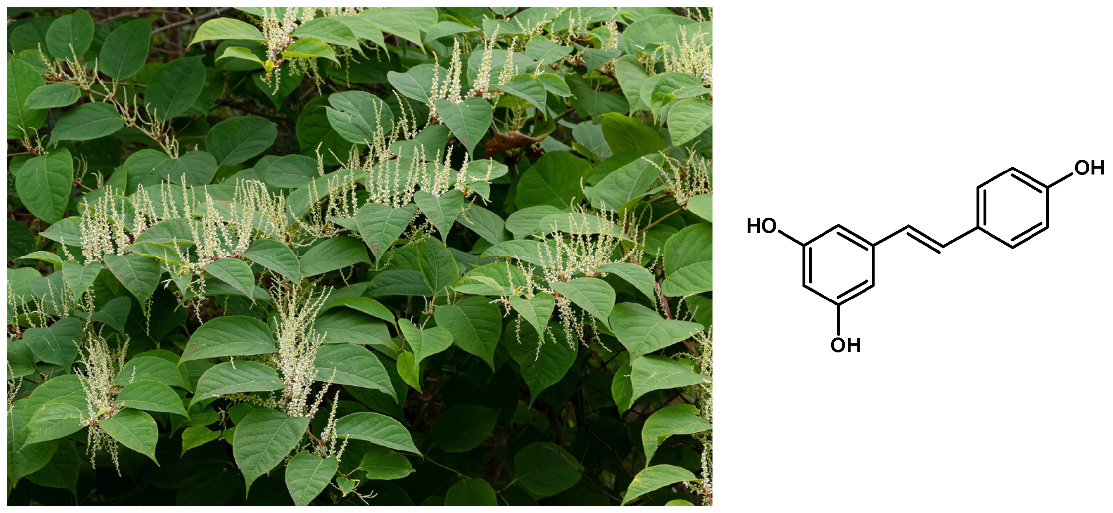 Processes 13 00009 g001 Processes 13 00009 g001