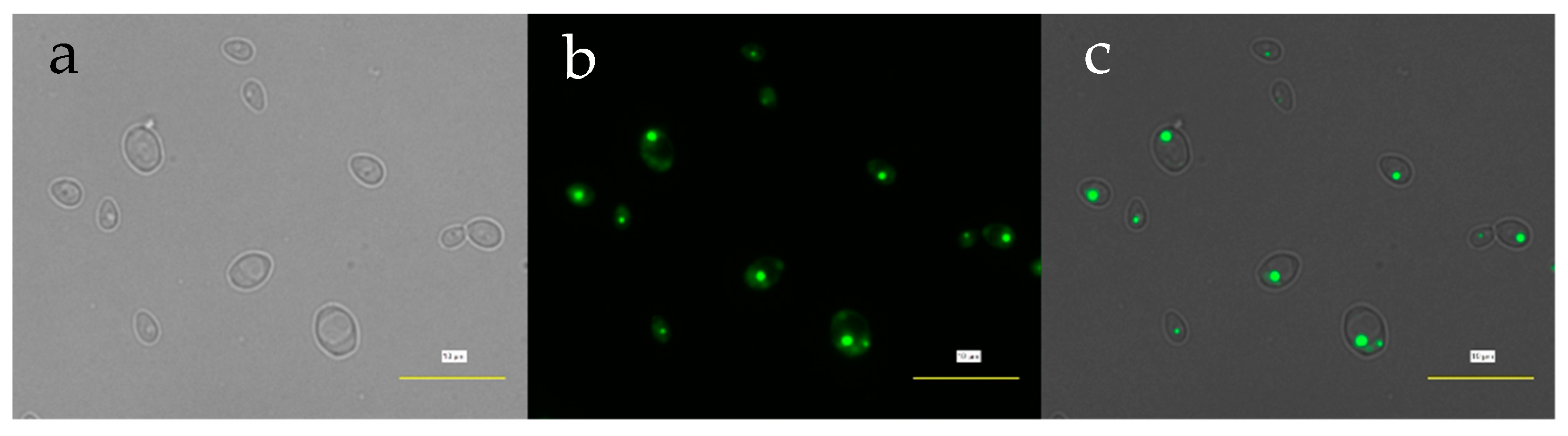 Processes 13 00311 g004 Processes 13 00311 g004