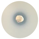 Processes 13 00374 i007