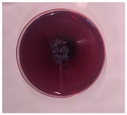 Processes 13 00662 i004