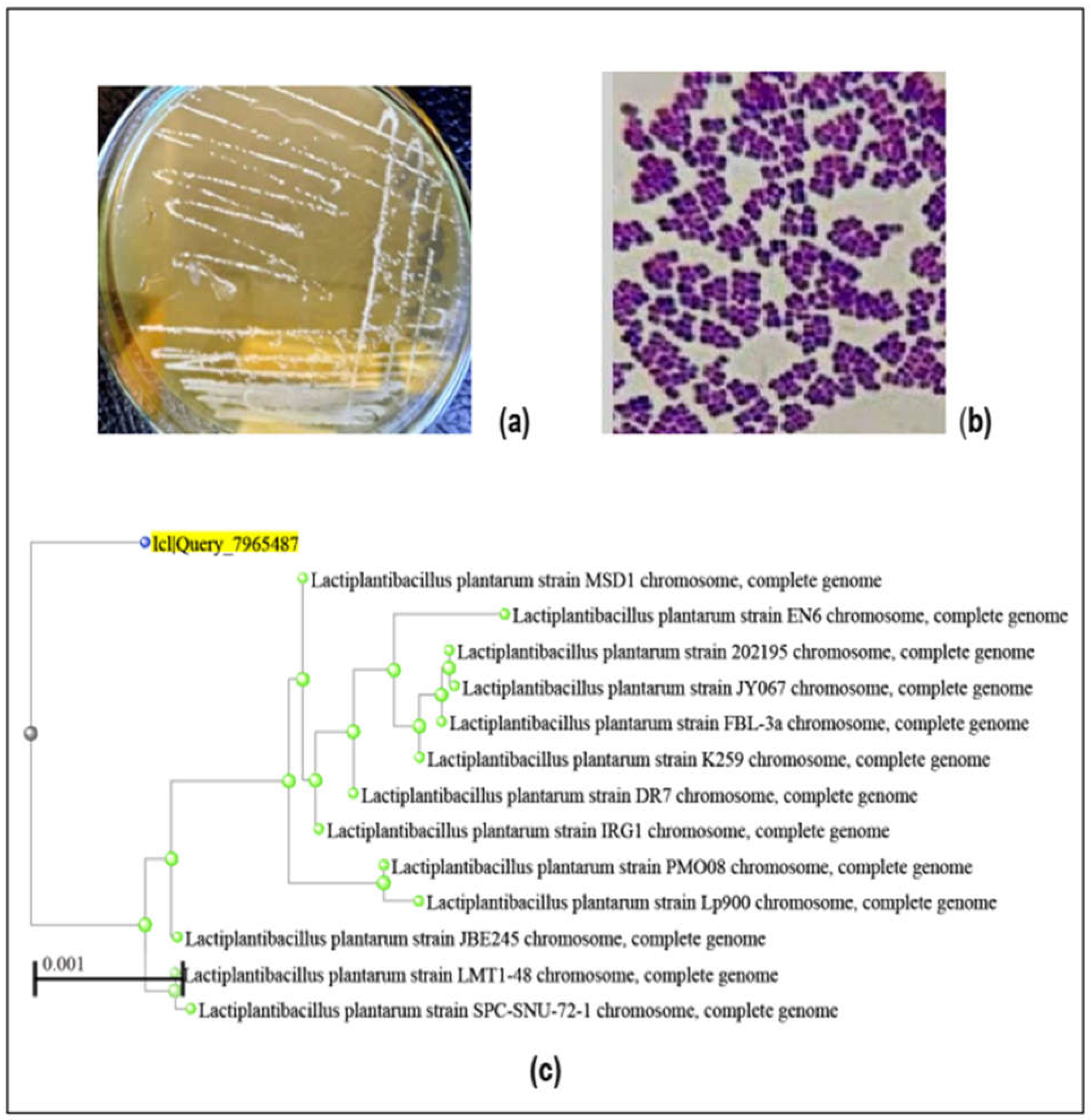 Processes 13 00935 g002