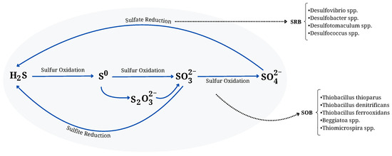 Malodorous Gases in Aquatic Environments: A Comprehensive