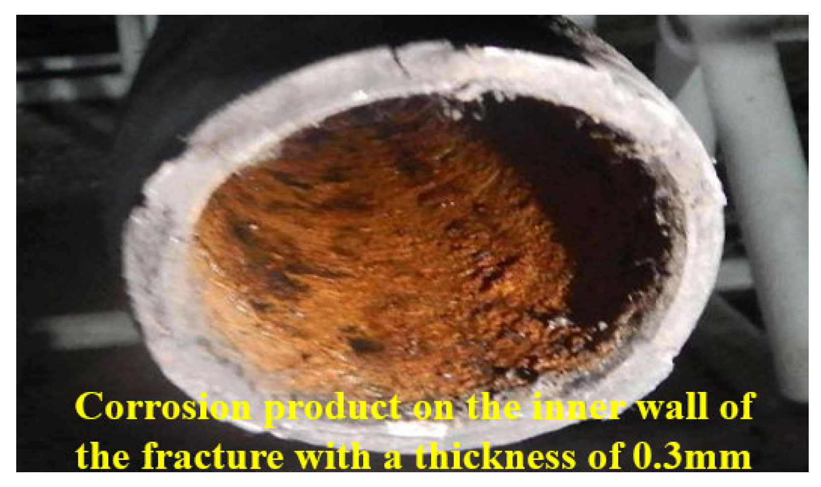 mm The blue mussel inside: 3D visualization and description of