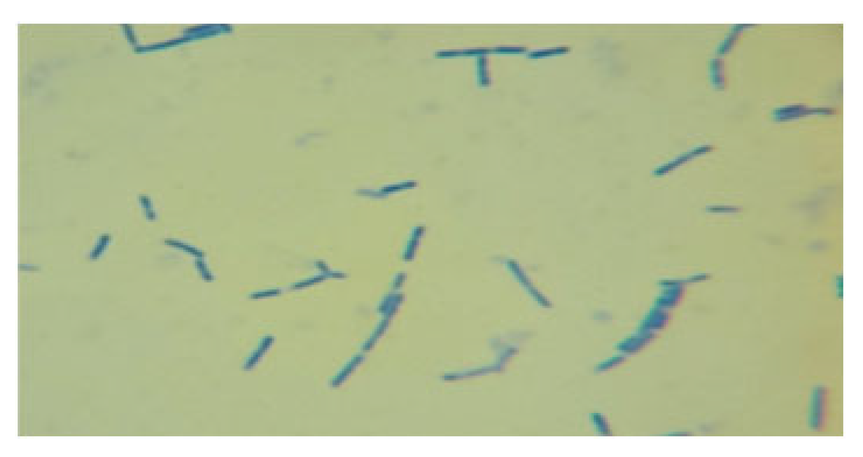 Processes 13 01644 i009 Processes 13 01644 i009