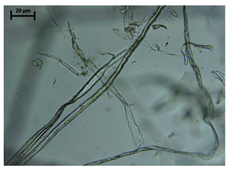 Processes 13 01930 i001