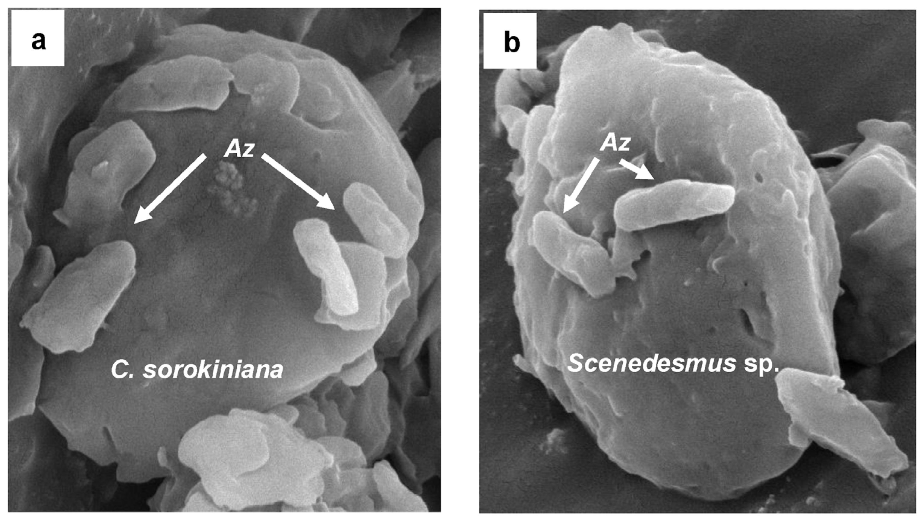 Processes 13 02177 g004 Processes 13 02177 g004