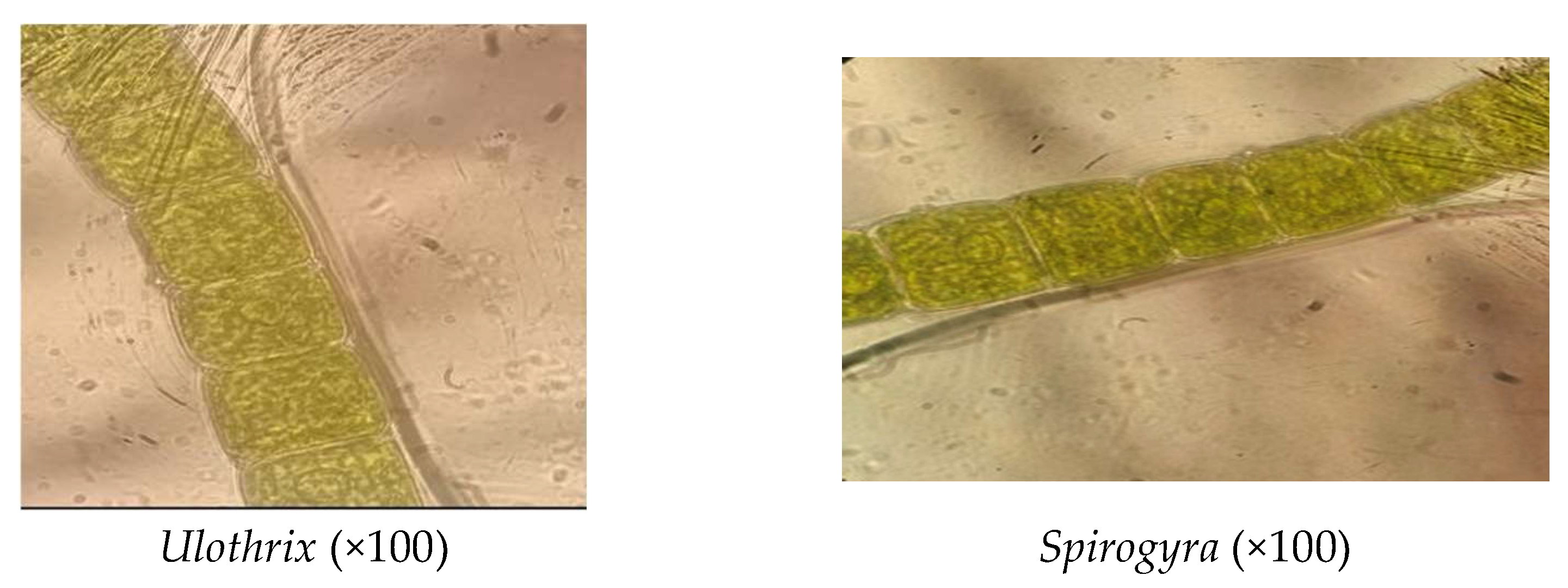 Processes 13 02408 g001b