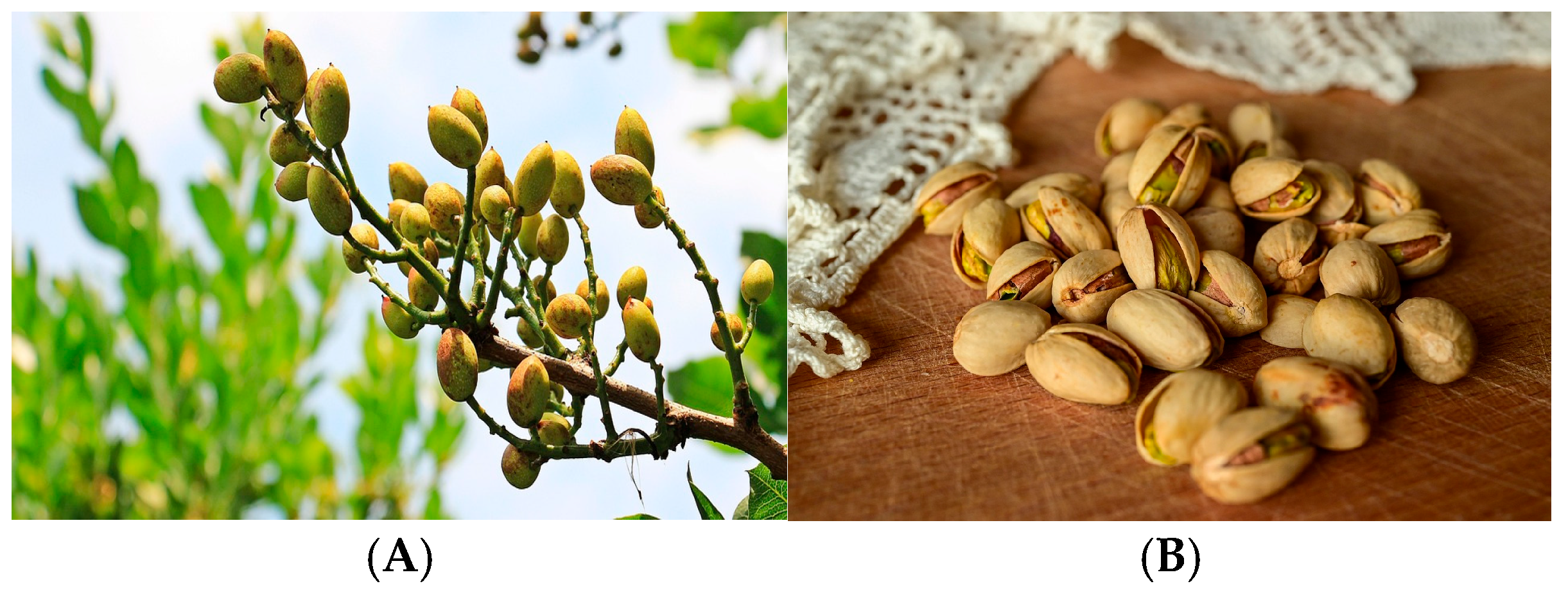 Processes 13 02444 g003