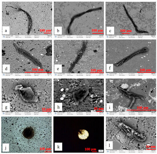 Characteristics of Organisms and Origin of Organic Matter in