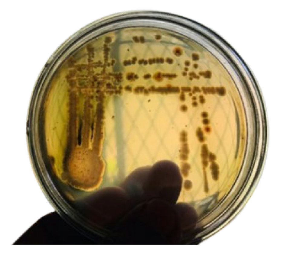 Processes 13 03239 g001