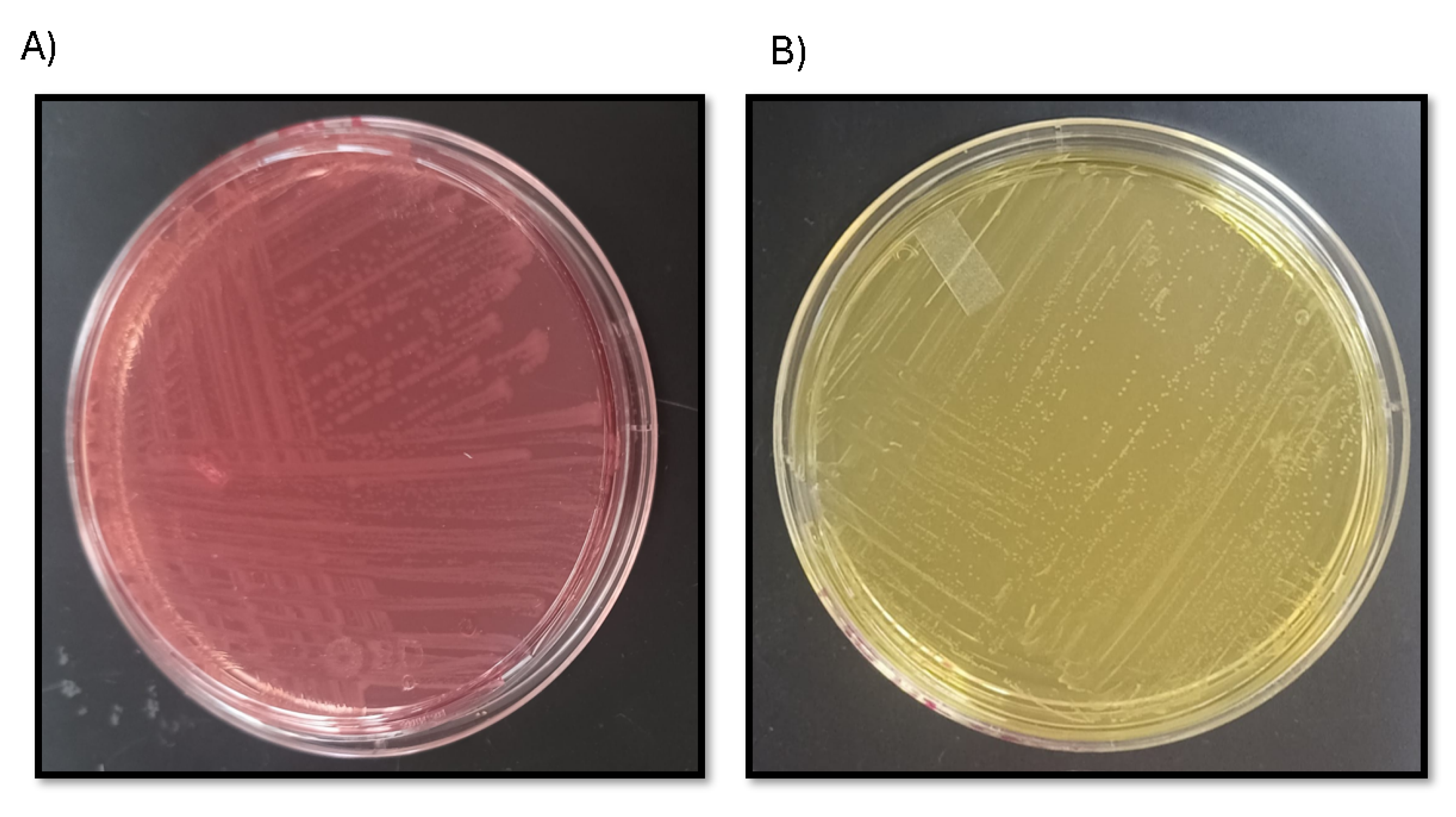 Processes 13 03330 g003
