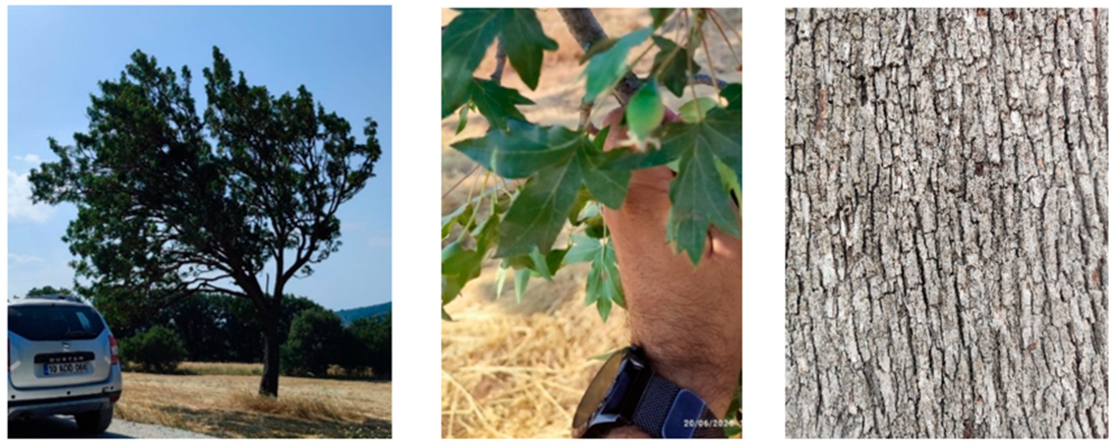 Processes 13 03946 g001 Processes 13 03946 g001