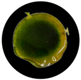 Processes 13 04037 i008