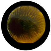 Processes 13 04037 i009