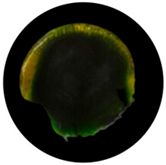 Processes 13 04037 i012