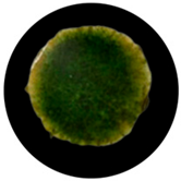 Processes 13 04037 i015