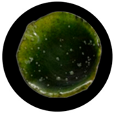 Processes 13 04037 i016