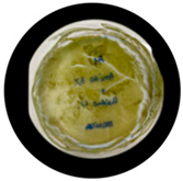 Processes 13 04037 i021