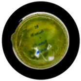 Processes 13 04037 i022