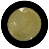 Processes 13 04037 i032