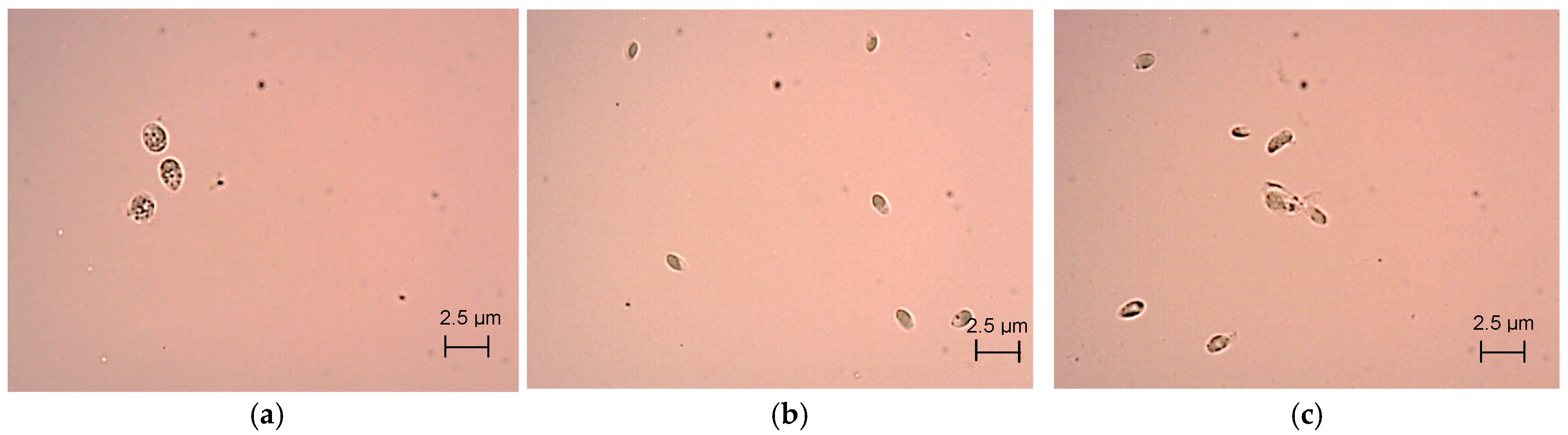 Processes 13 04041 g005 Processes 13 04041 g005