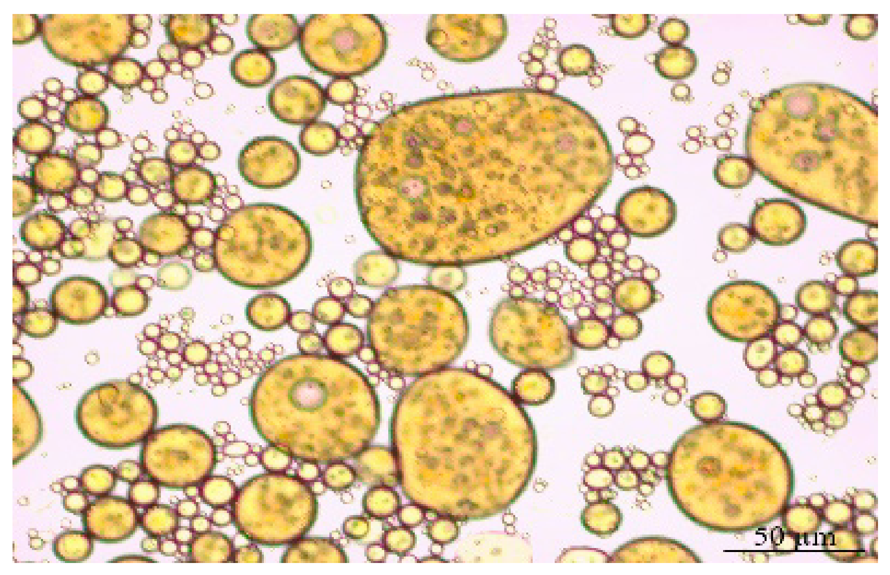 Processes 14 01594 g001