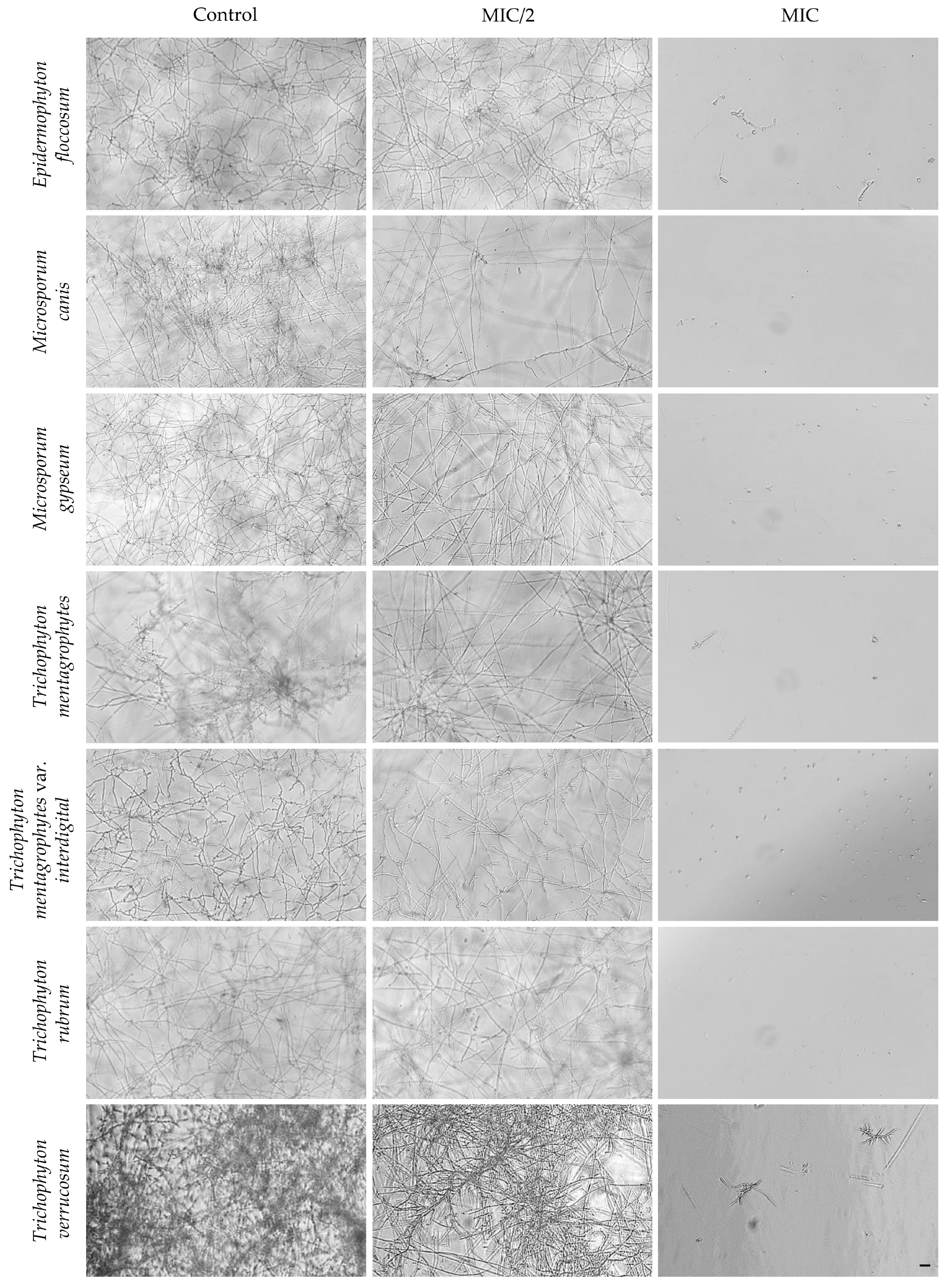 Processes 14 02655 g001 Processes 14 02655 g001
