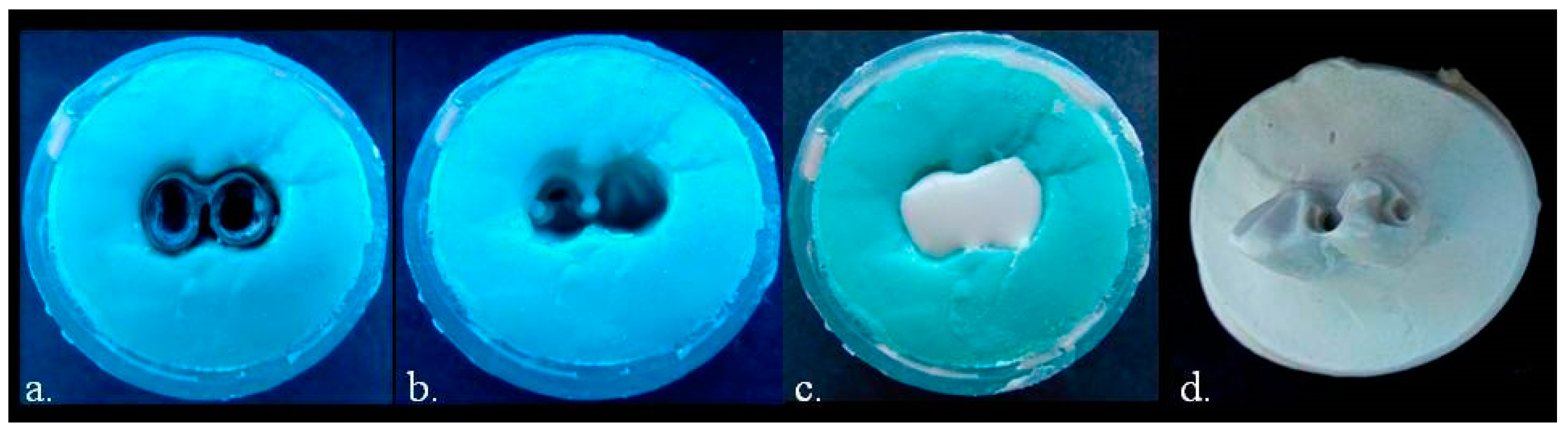 Prosthesis 03 00024 g006
