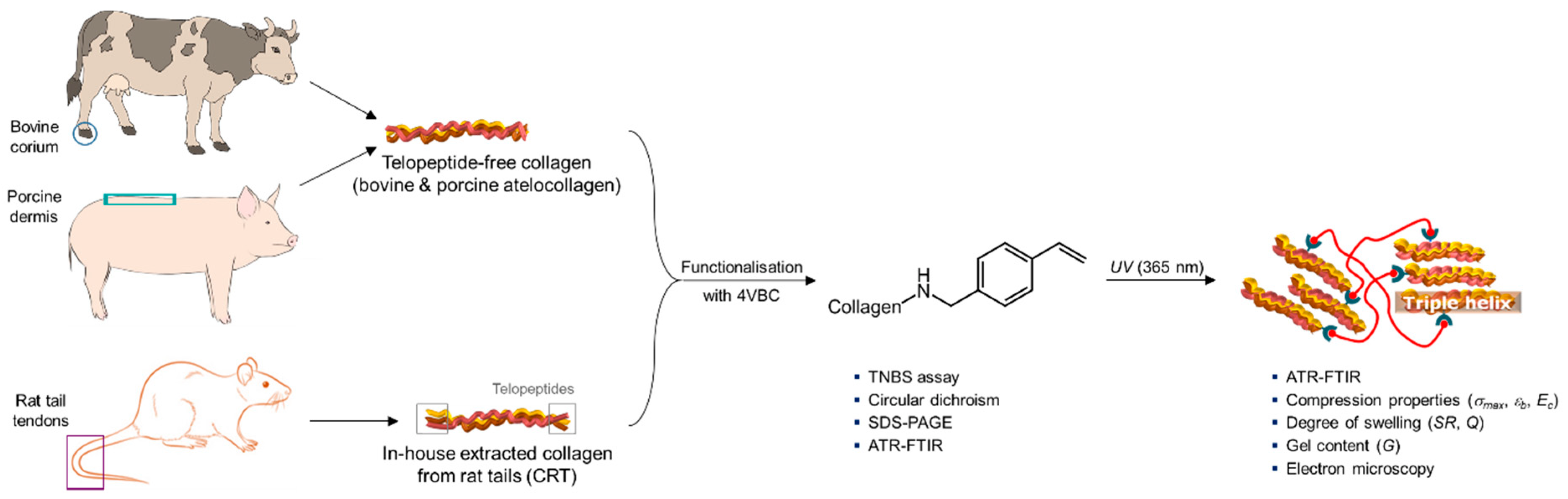 Effect of Mammalian Tissue Source on the Molecular and Macroscopic 