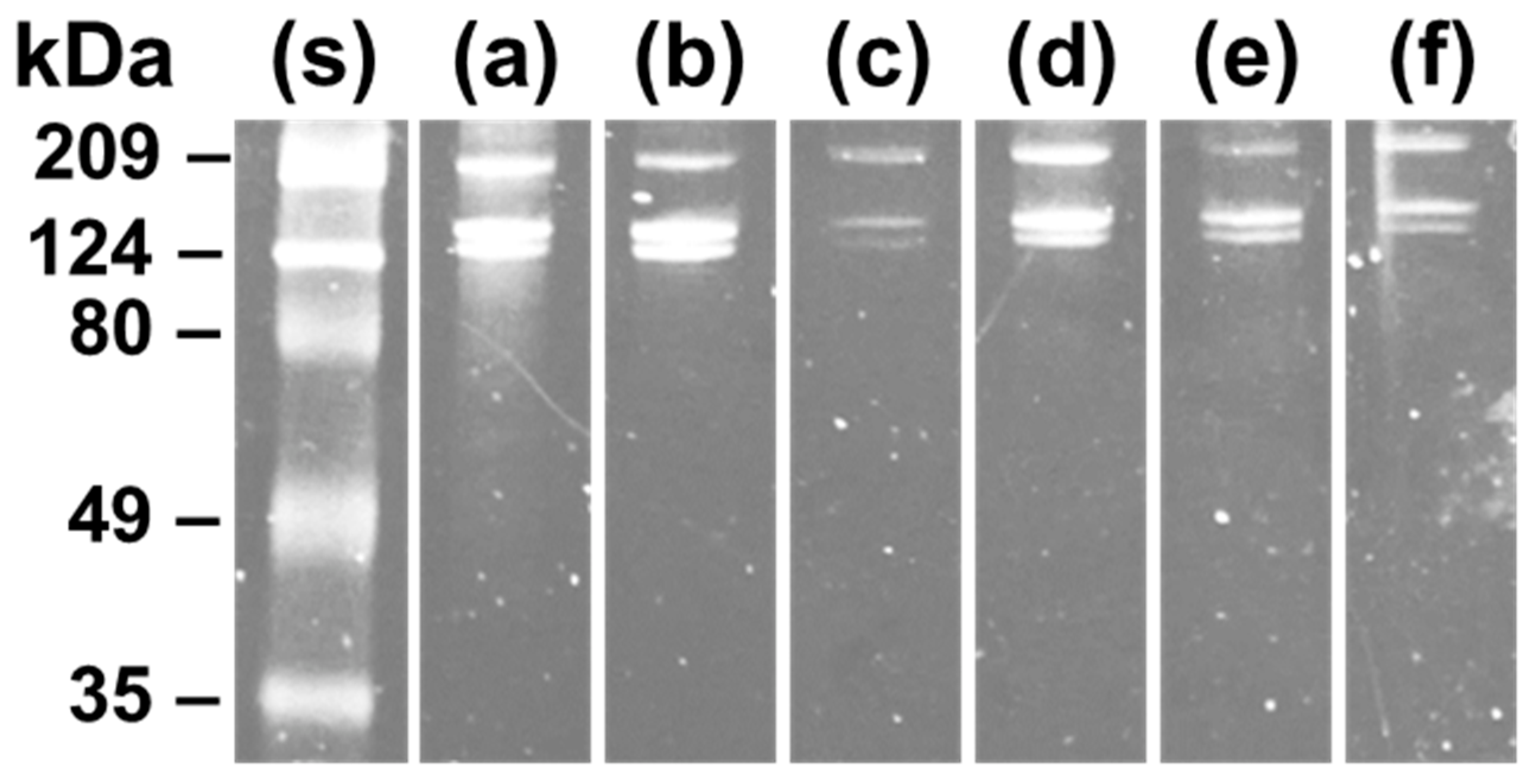 Prosthesis 04 00001 g003