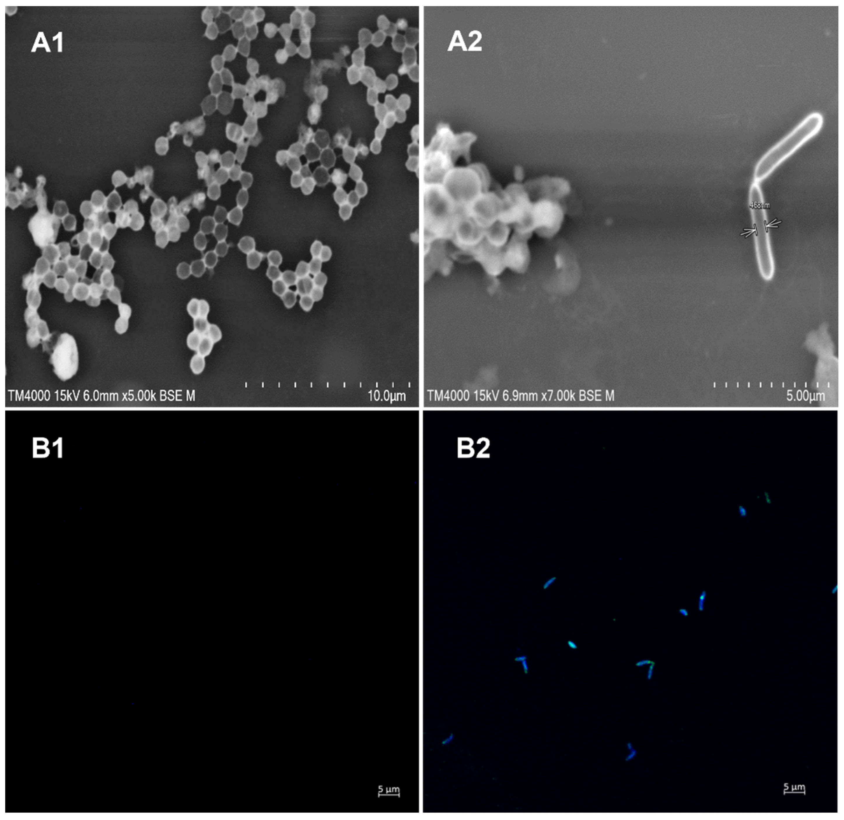 Prosthesis 04 00005 g001